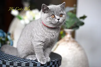 litterb (9) copy